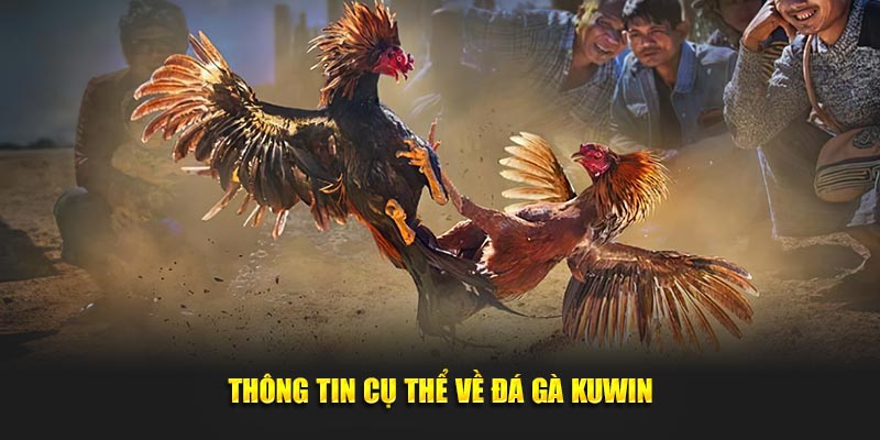 Thông tin cụ thể về đá gà Kuwin