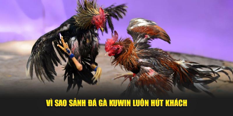 Vì sao sảnh đá gà Kuwin luôn hút khách