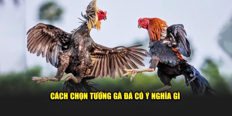 Cách Chọn Tướng Gà Đá: Kinh Nghiệm Từ Các Sư Kê Lão Luyện 3 Cách chọn tướng gà đá có ý nghĩa gì