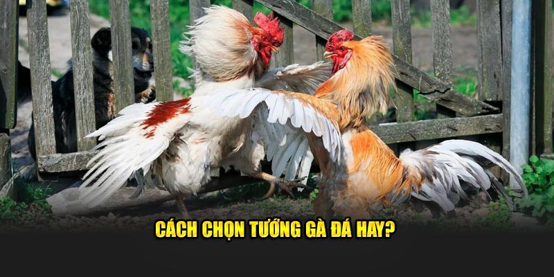 Cách Chọn Tướng Gà Đá: Kinh Nghiệm Từ Các Sư Kê Lão Luyện 2 Cách chọn tướng gà đá hay?