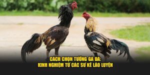 Cách chọn tướng gà đá kinh nghiệm từ các sư kê lão luyện