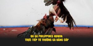 Đá gà philippines kuwin trực tiếp từ trường gà đẳng cấp