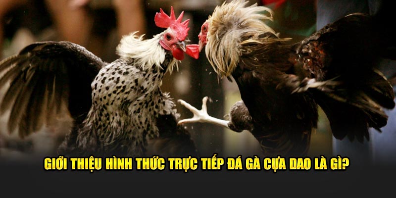 Trực Tiếp Đá Gà Cựa Dao Kuwin: 1 Số Cách Chiến Thắng 1 Giới thiệu trực tiếp đá gà cựa dao