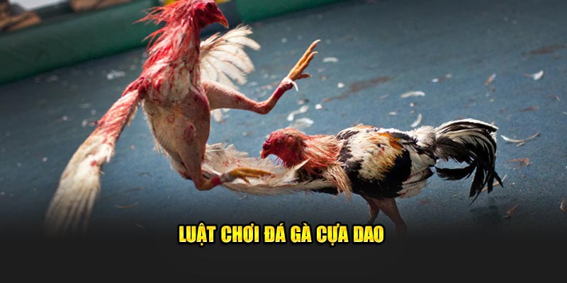 Trực Tiếp Đá Gà Cựa Dao Kuwin: 1 Số Cách Chiến Thắng 3 Luật chơi đá gà cựa dao