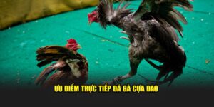 ưu điểm trực tiếp đá gà cựa dao